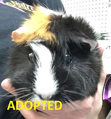 Proctorville Ohio Oh Guinea Pig Meet Simone A Pet For Adoption