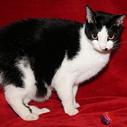 Thumbnail photo of Brian (Neutered/Declawed)-New #4
