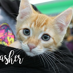 Thumbnail photo of Dasher (Prescott) #2