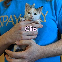 Photo of Clio