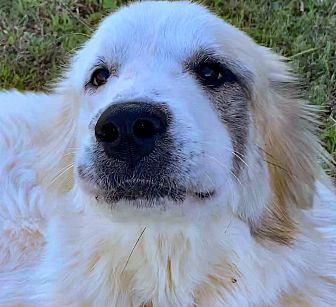 Tulsa, OK - Great Pyrenees. Meet She' a Pet for Adoption.