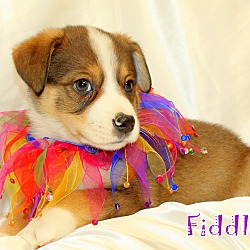 Thumbnail photo of Fiddley~adopted! #3