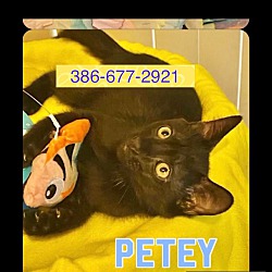 Thumbnail photo of Petey (loves other pets)ORMOND #1