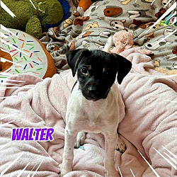 Photo of Walter