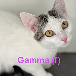 Photo of GAMMA Kitten (f)