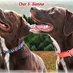 Thumbnail photo of Cher & Sienna (Must be adopted together) #1