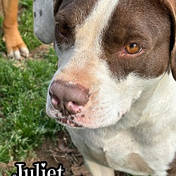 Photo of Juliet