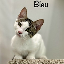 Thumbnail photo of Bleu #1