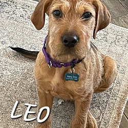 Thumbnail photo of Leo #1