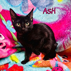 Thumbnail photo of Ash #1