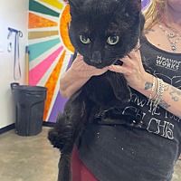 adopt a pet