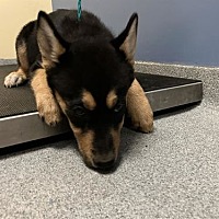 adopt a pet