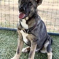 adopt a pet