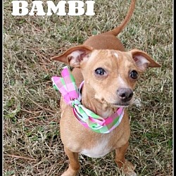 Thumbnail photo of Bambi #1