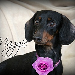 Thumbnail photo of Maggie-Pending Adoption #2