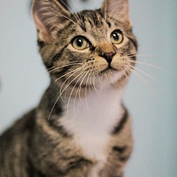 Photo of Kittens (Woodbury Petsmart)