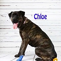 Cane Corso Puppies For Sale In Wisconsin Adoptapetcom