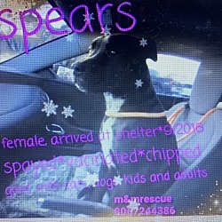 Photo of SPEARS