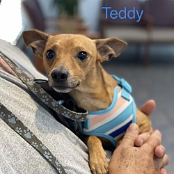 Photo of TEDDY