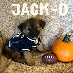 Thumbnail photo of Jack-O #1