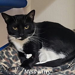 Thumbnail photo of Miss Kitty #4