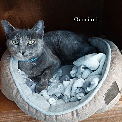 Photo of @PetSmart Gemini