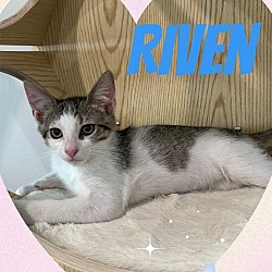 Thumbnail photo of Riven #2