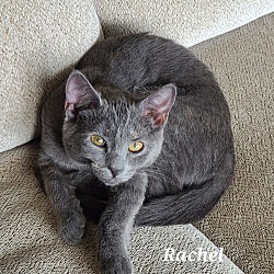 Thumbnail photo of Rachel #1