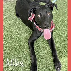 Thumbnail photo of MILES #3