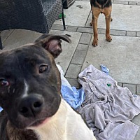 adopt a pet