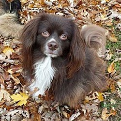 Thumbnail photo of Cocoa #2