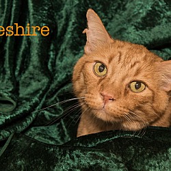 Thumbnail photo of Cheshire #1