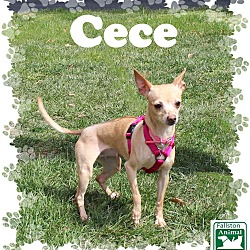 Thumbnail photo of Cece #1