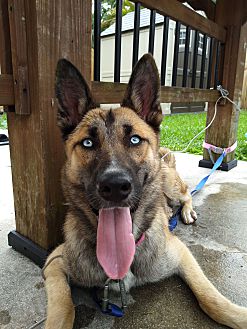 Petsmart Oviedo