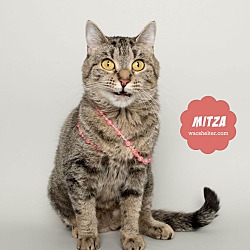 Thumbnail photo of MITZA #1