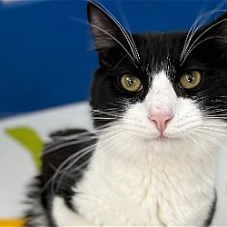 Photo of Milo
