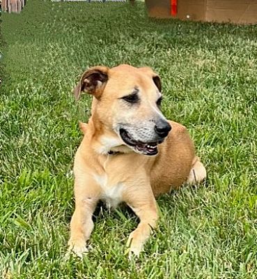 Plain City, OH - Anatolian Shepherd/Black Mouth Cur. Meet Gunther ...