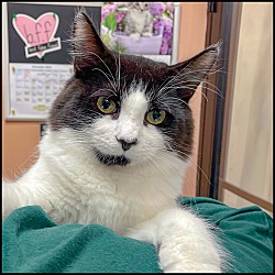 Home - All About Cats Rescue & Adoption - Roswell, GA