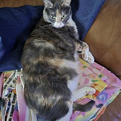 Thumbnail photo of Dumpling - Offered by Owner - Adult Calico #2