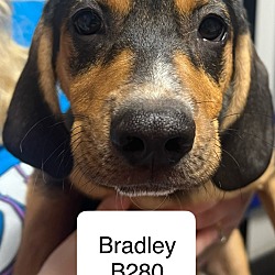 Photo of Bradley B280
