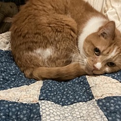 Photo of Outrageous Orange - In Foster
