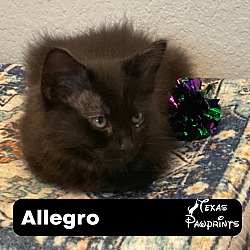 Photo of Allegro