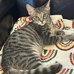 Photo of Marco - Petsmart Plantation Foster Home