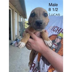 Thumbnail photo of Lucas #1