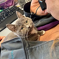 adopt a pet