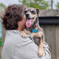 adopt a pet