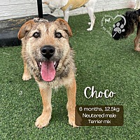 adopt-pet