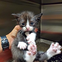 adopt a pet