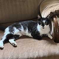 adopt a pet