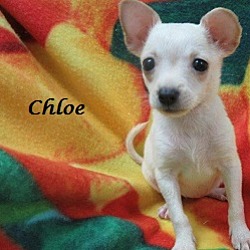 Thumbnail photo of Chloe #1